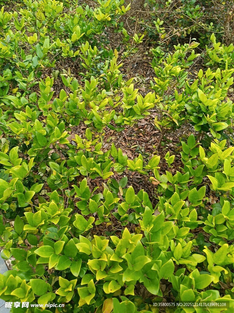 翠绿繁茂的地面绿植景观