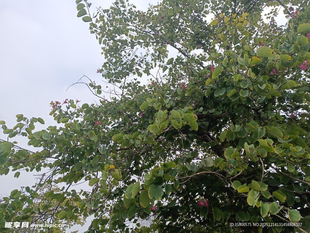 绿叶繁茂的树木