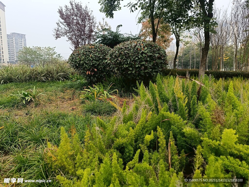 城市中的绿意盎然植物景观