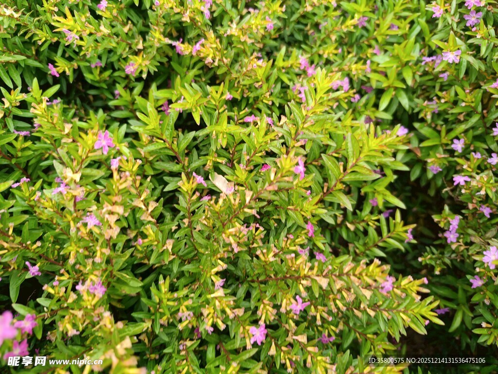 繁茂绿植中的娇艳小花