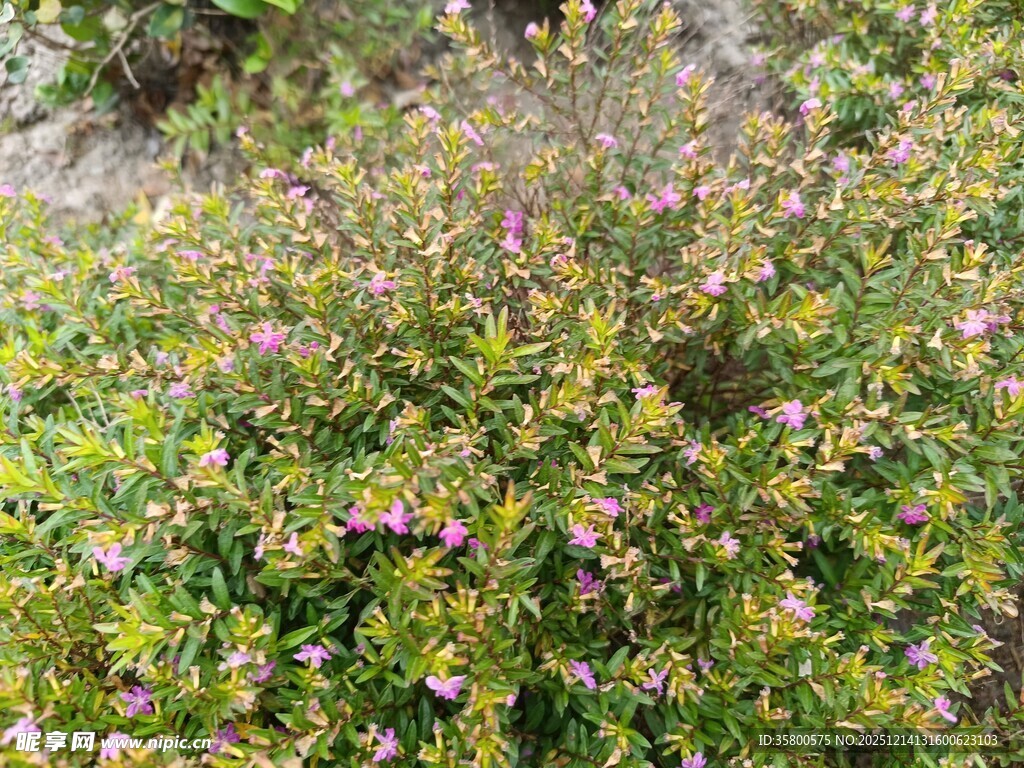 盛开的粉色花丛