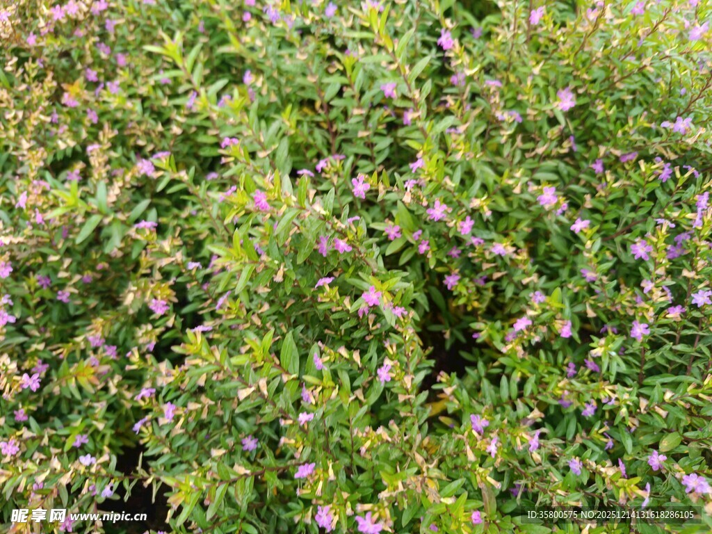 繁茂绿植中的紫色小花