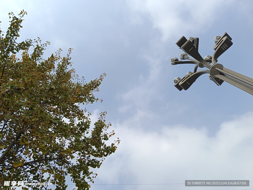 仰望路灯与绿树蓝天