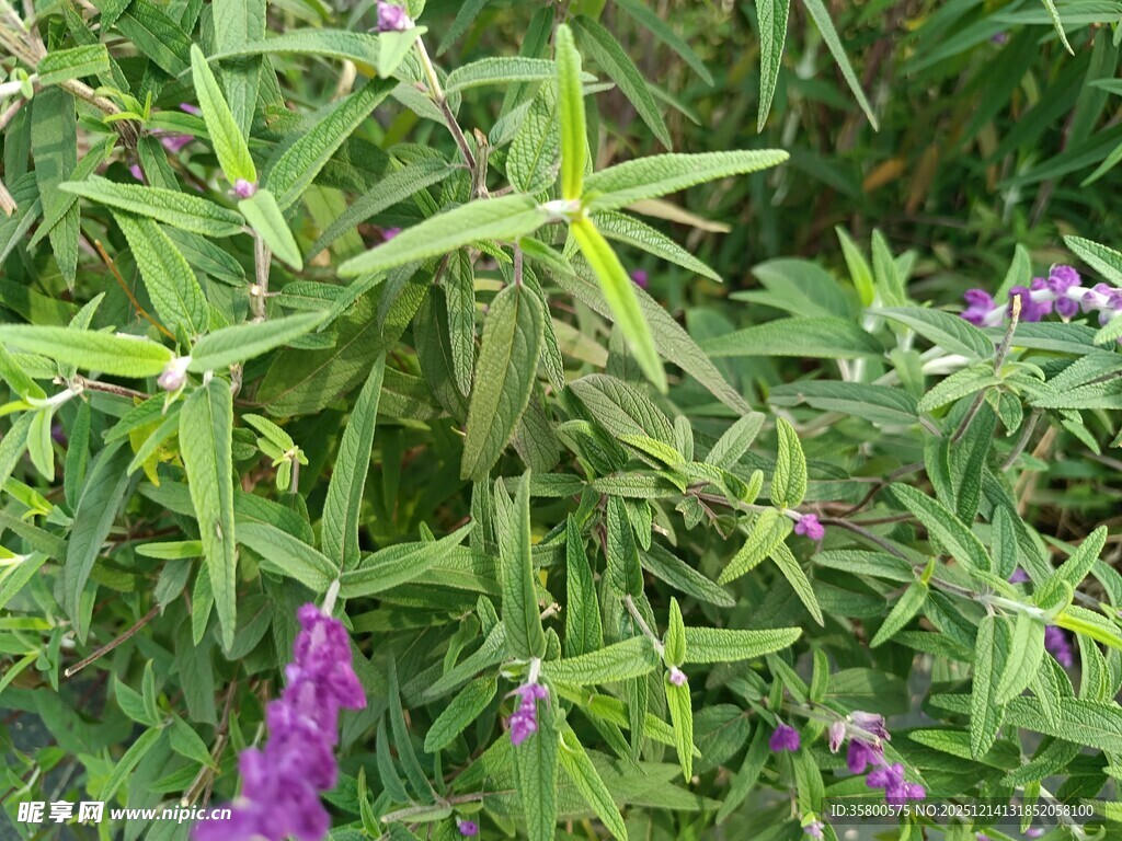 绿叶间绽放的紫色小花