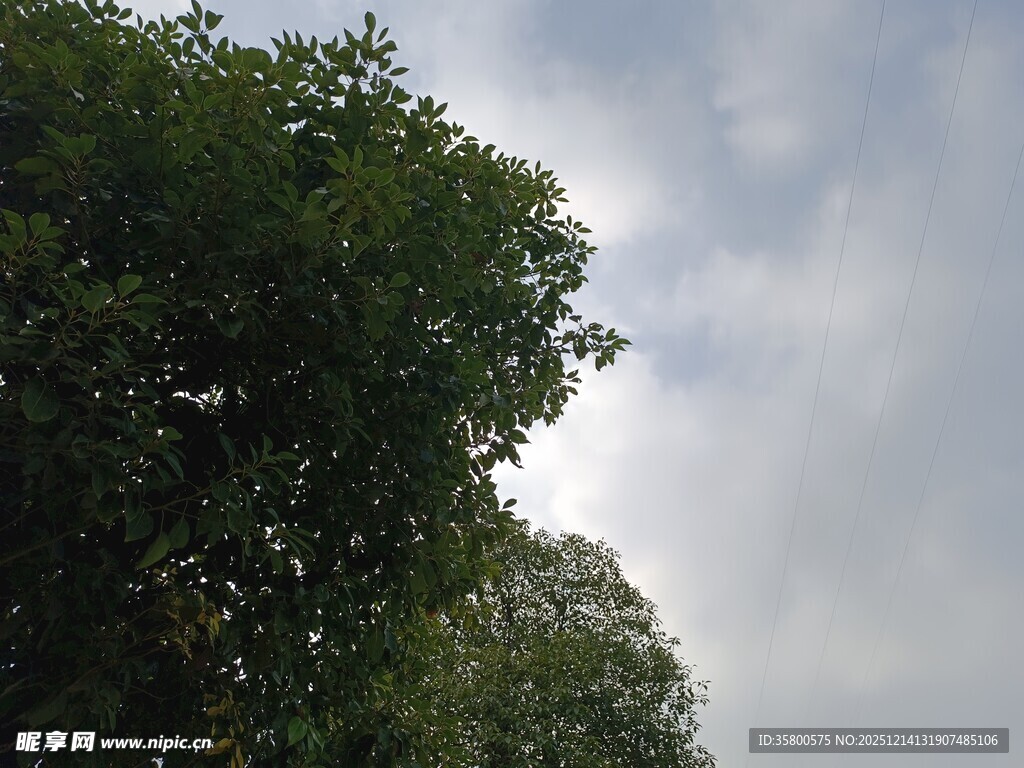 天空下的葱郁树木