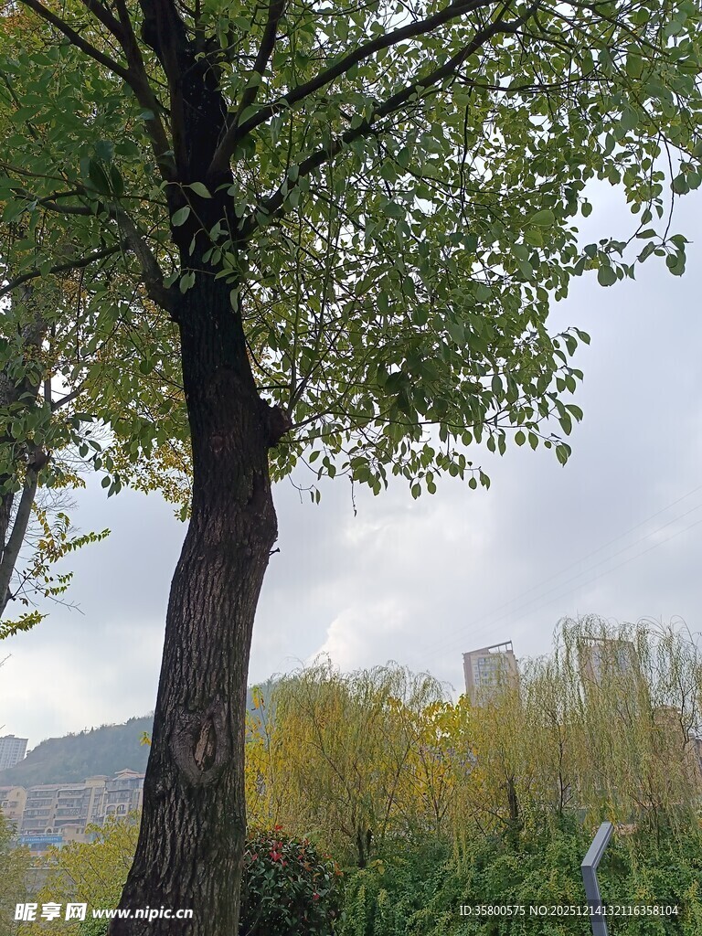 户外挺拔大树与自然景致