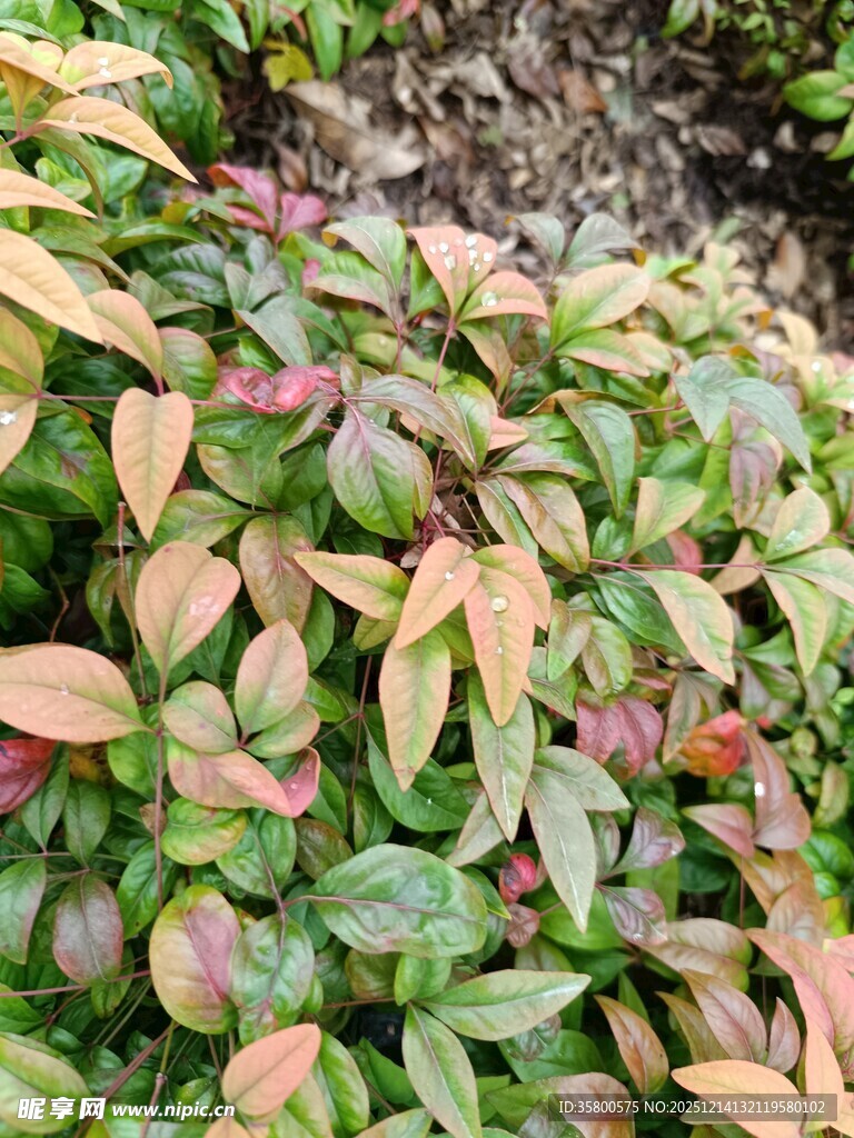 多彩叶片植物景观