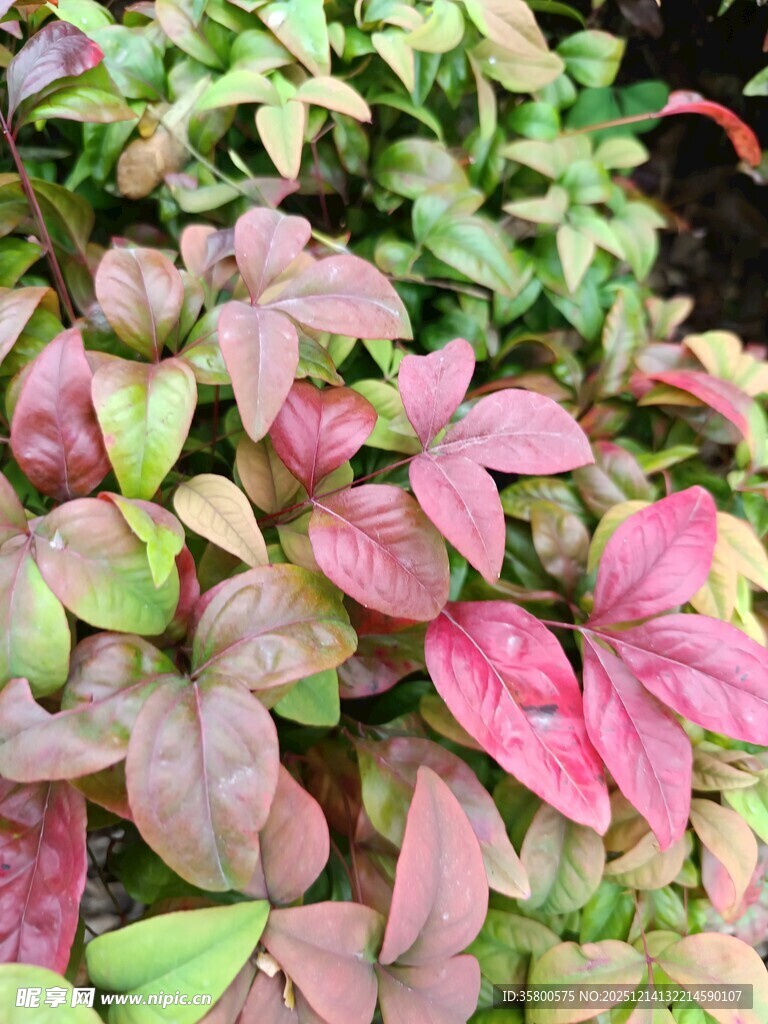 多彩斑斓的植物叶片