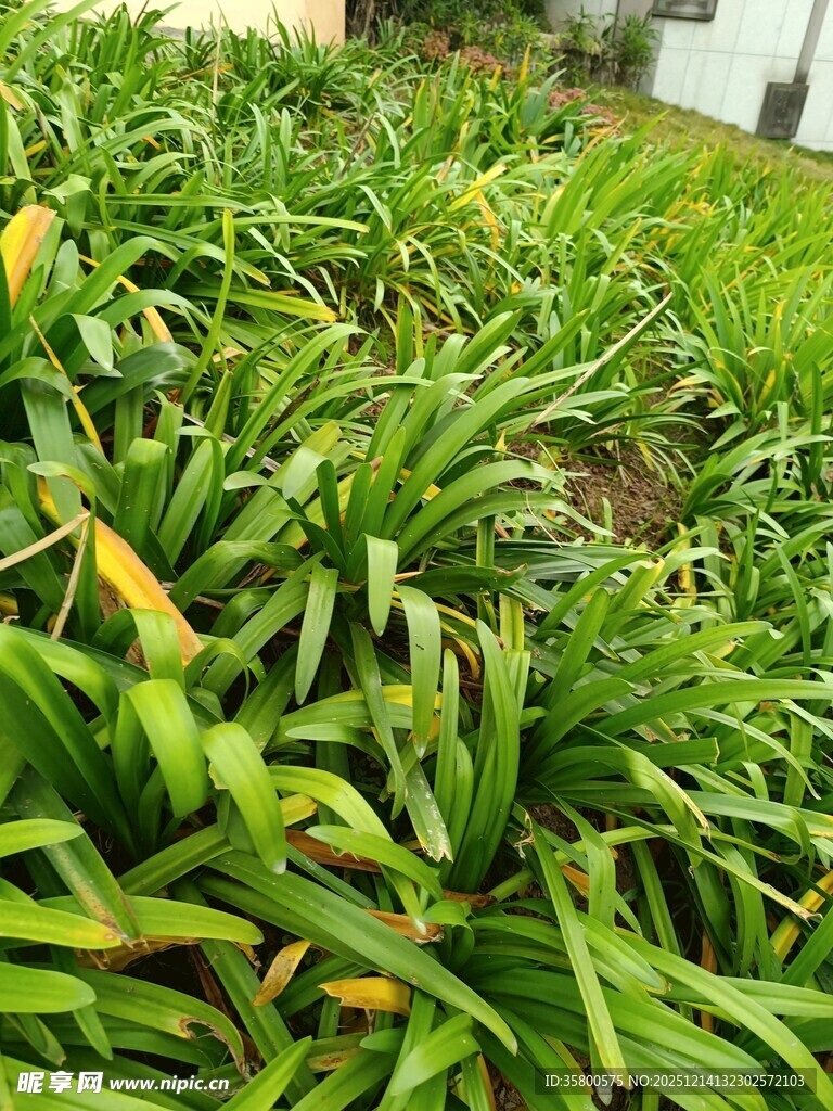 翠绿繁茂的丛生绿植