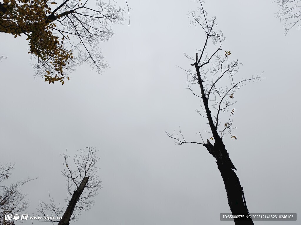 冬日枯树的萧瑟景象