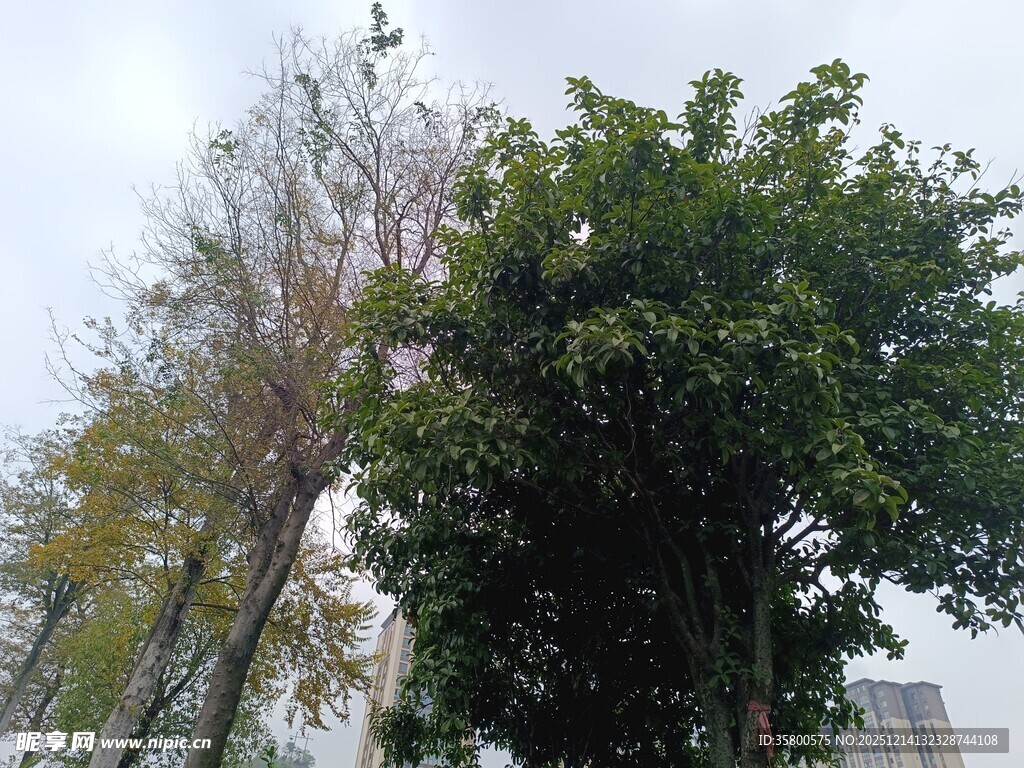 绿树与光秃树木的对比