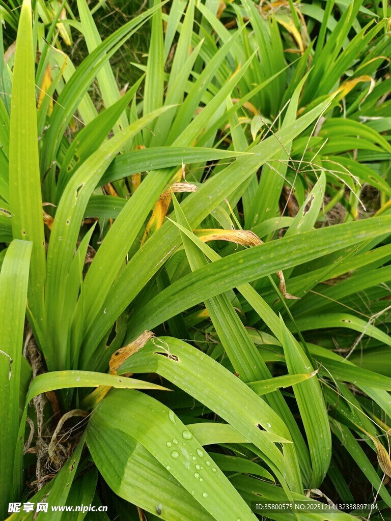 翠绿繁茂的长叶植物