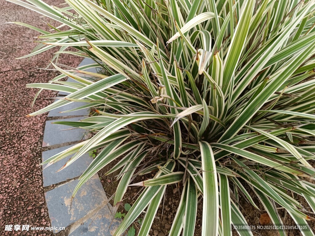 金边麦冬草特写
