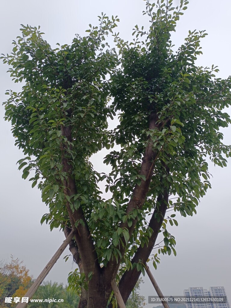 茂盛大树展现蓬勃生机