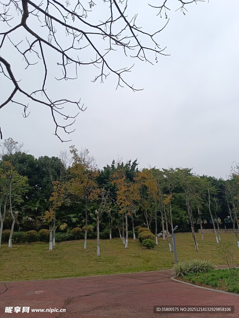 公园秋日林荫道景象