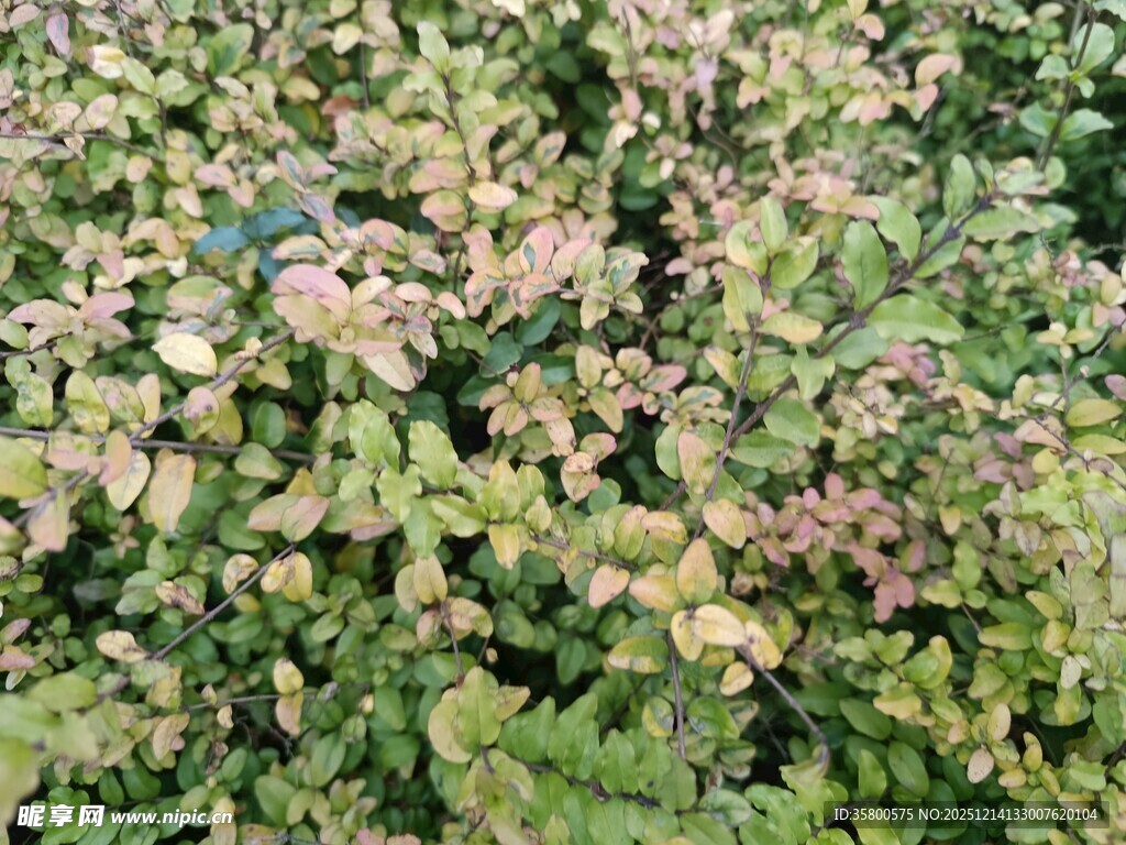多彩叶片植物景观