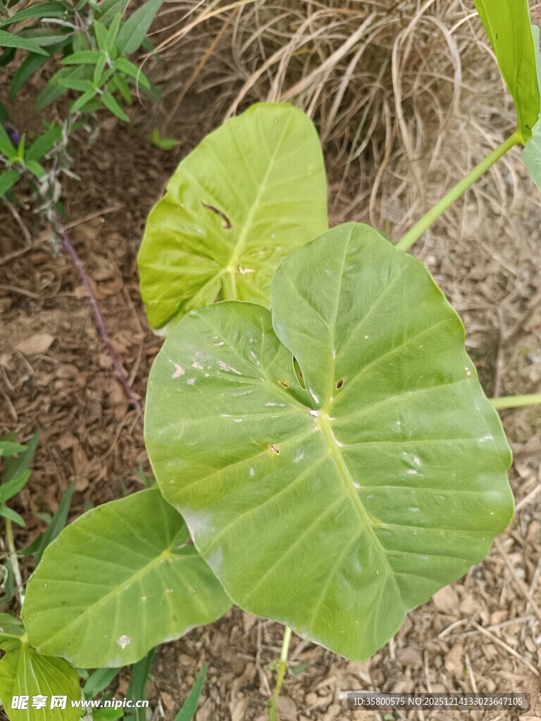 翠绿芋叶