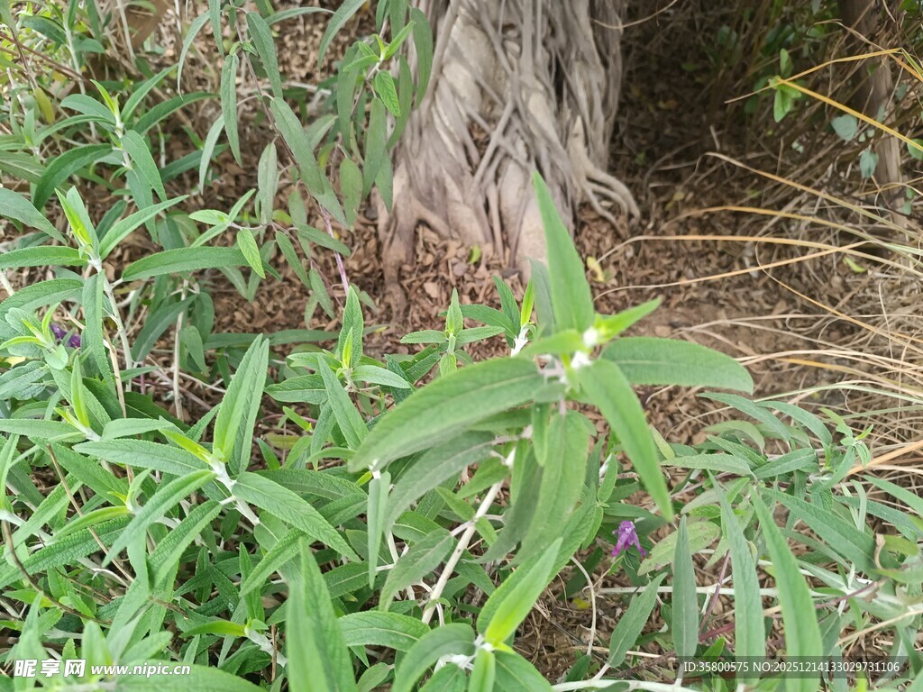 草丛中的绿色植物