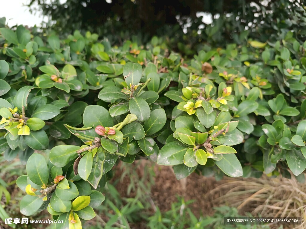 绿叶黄花的繁茂植物