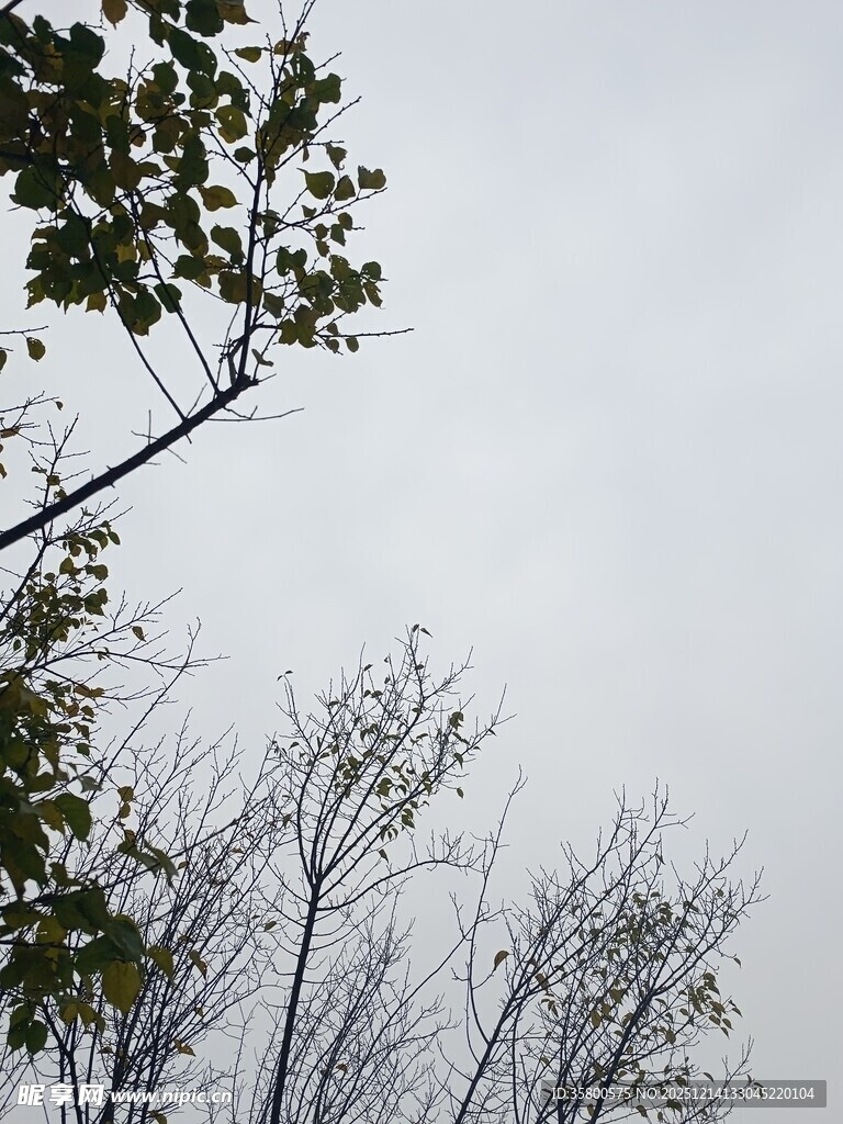 仰视天空中的树木枝叶