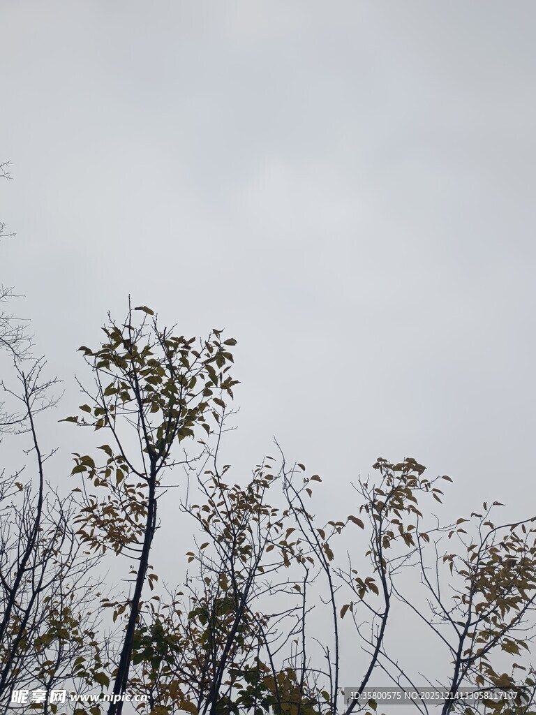 天空下的稀疏树木