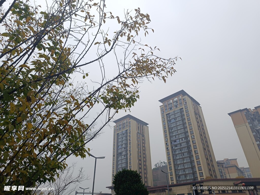 城市高楼与树木景观