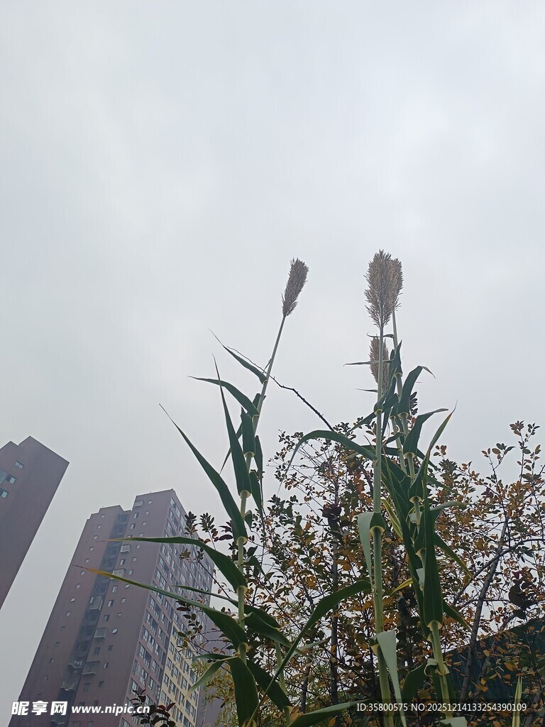 城市中挺立的芦苇植物