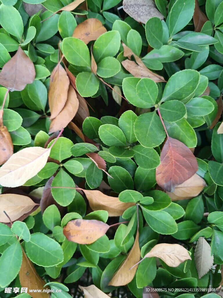 绿叶与枯叶交织的景致