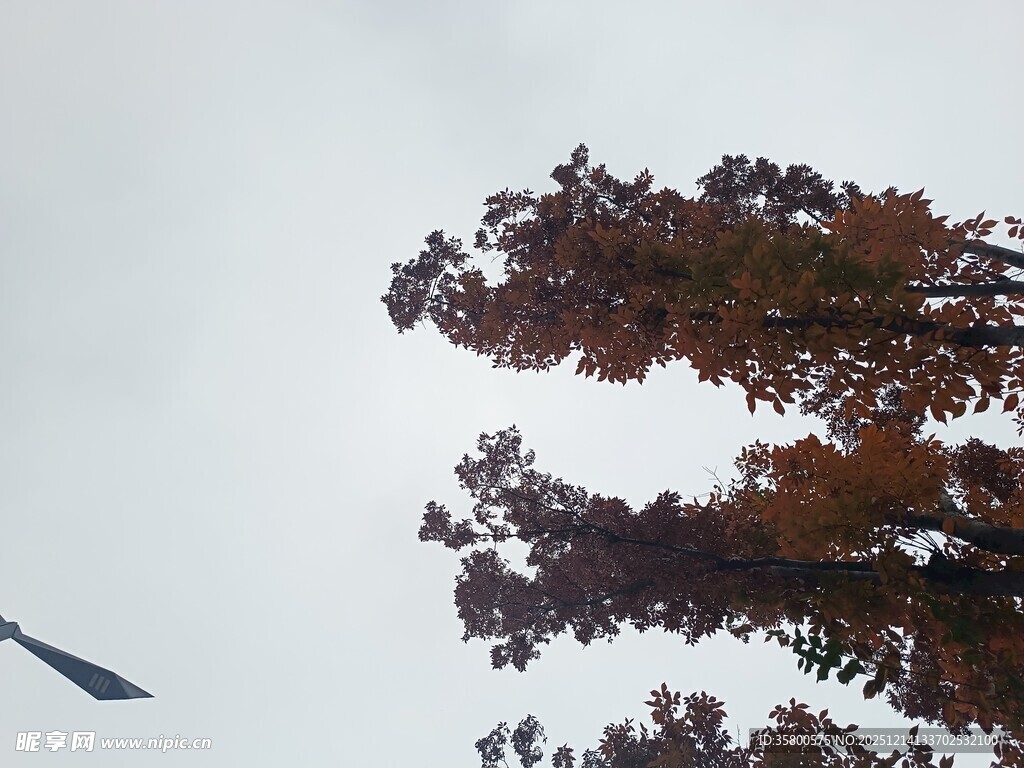 树梢上的天空与飞鸟