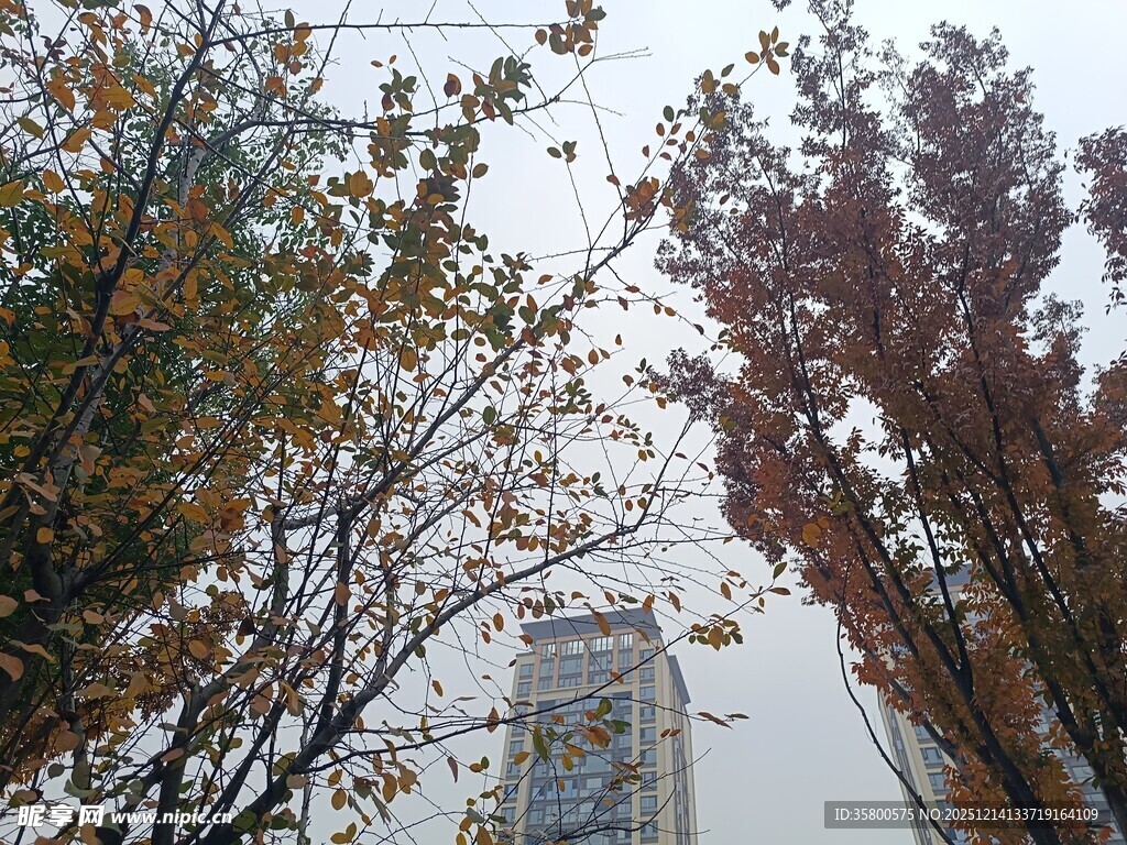 秋日树梢间的高楼景致