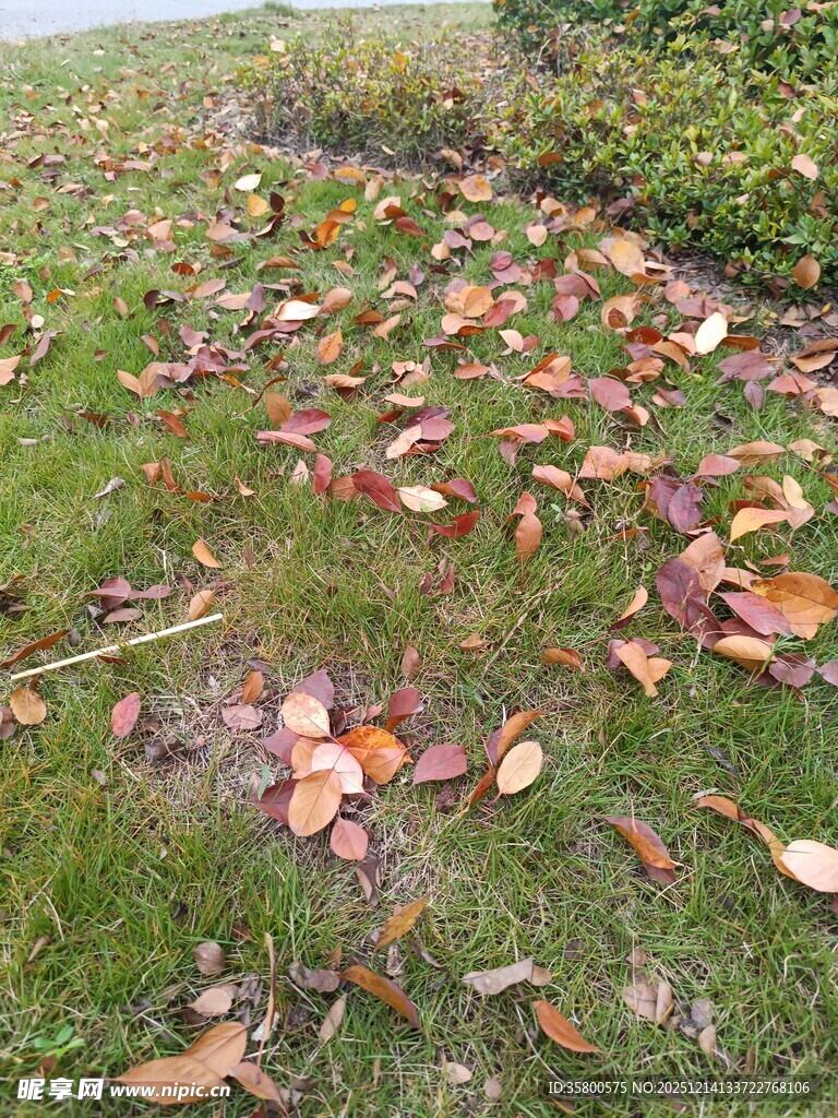 草地散落多彩落叶