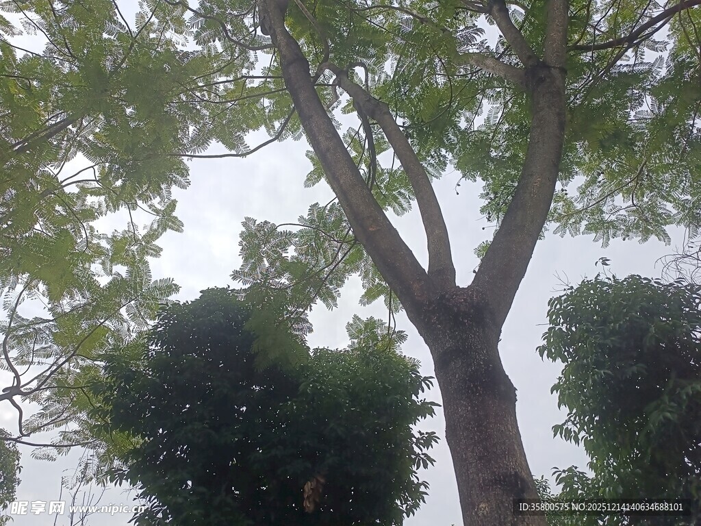 高大树木与周边绿植景观