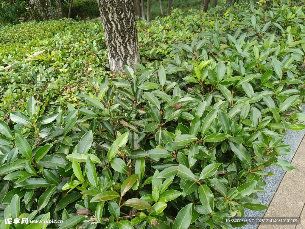 绿叶繁茂的树下植物景观