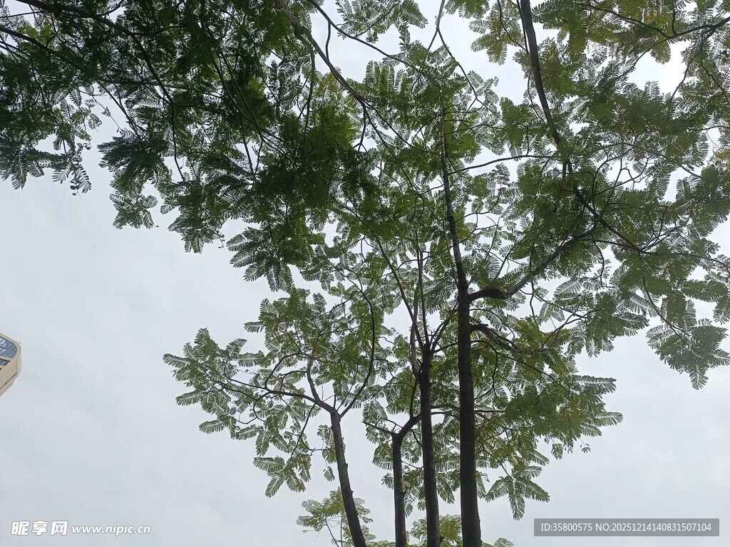 仰视视角下的繁茂绿树