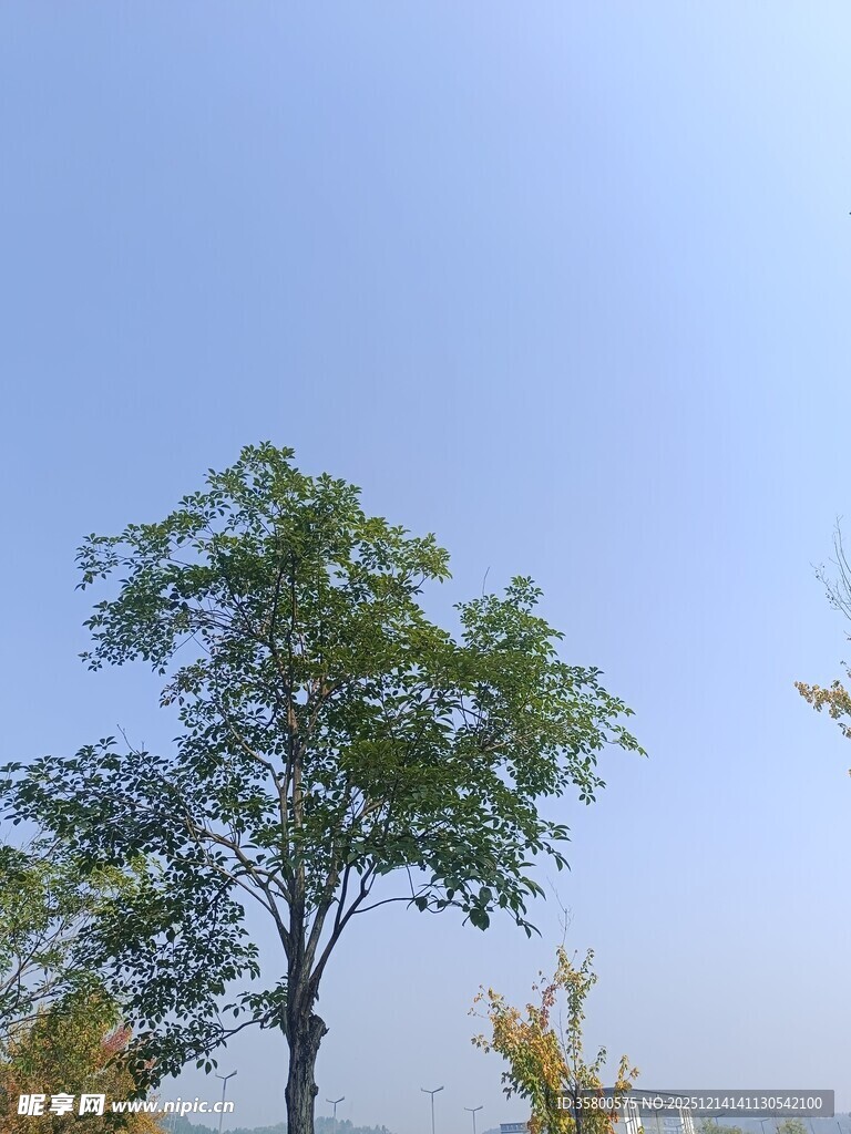 蓝天之下的挺拔绿树