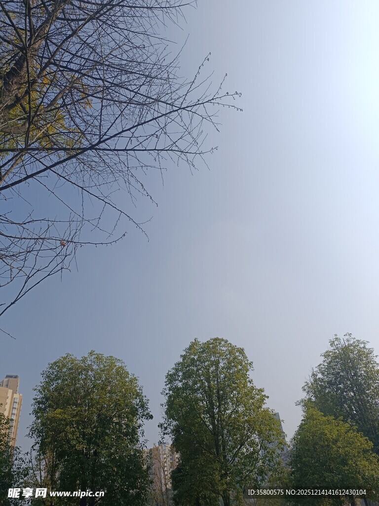 蓝天绿树景色宜人