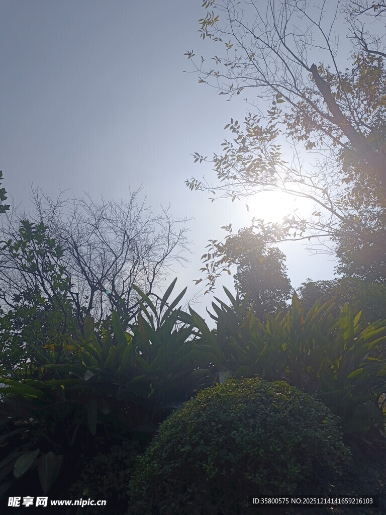 阳光穿透枝叶的自然美景