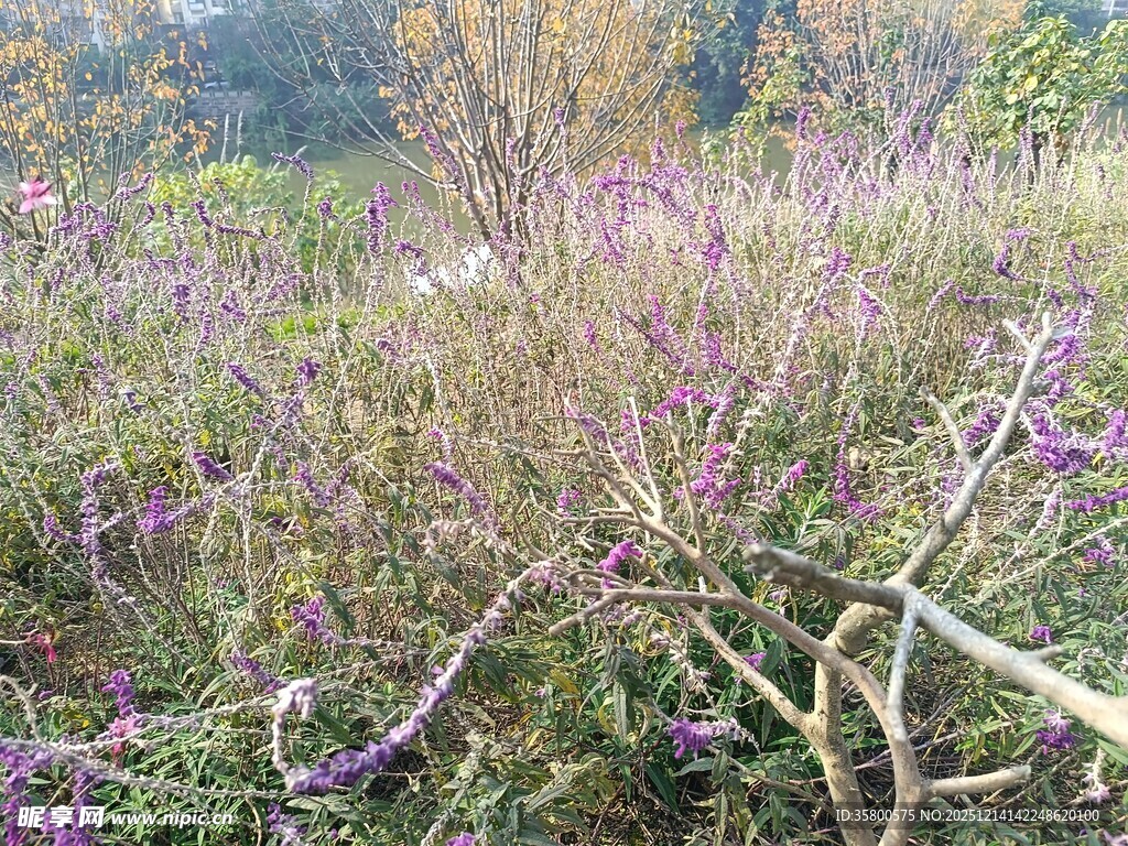 秋日野外紫色花卉景观