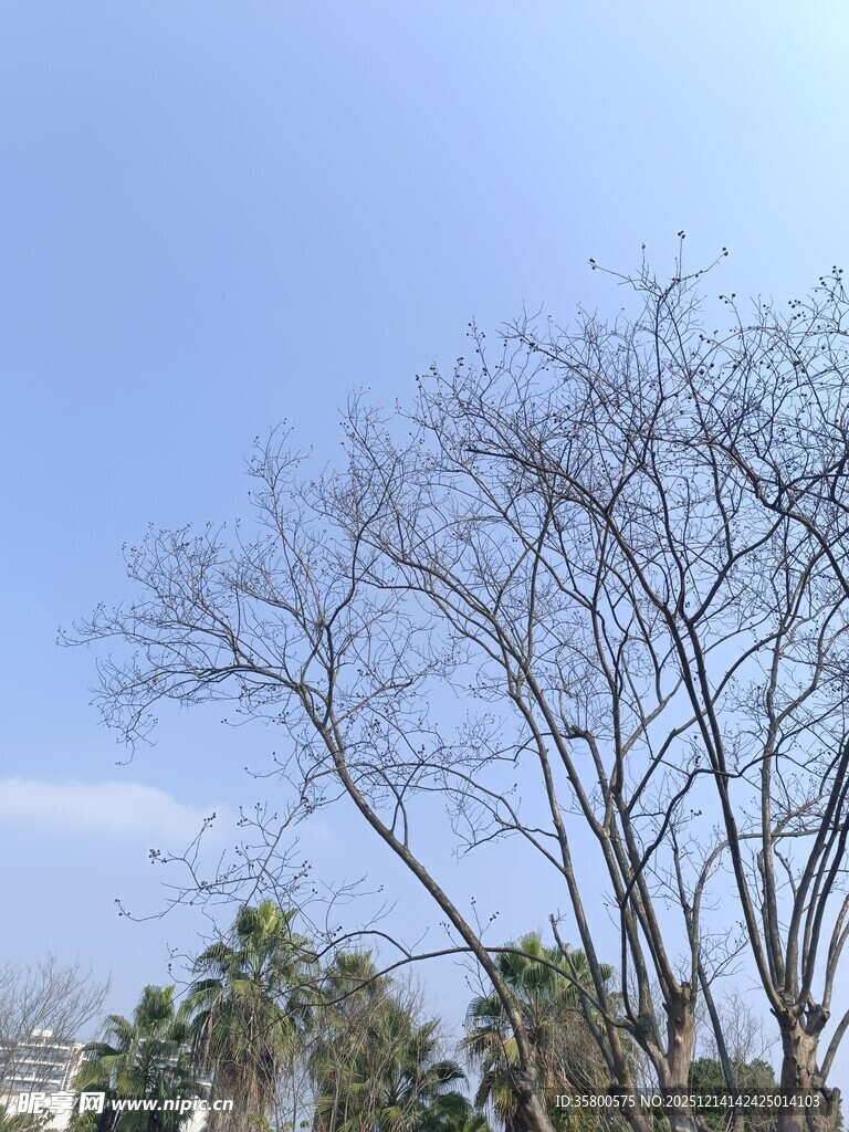 冬日秃树与晴朗天空