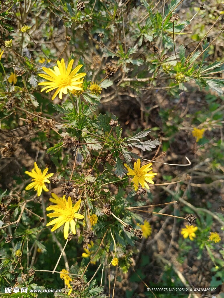 野外绽放的黄色小花