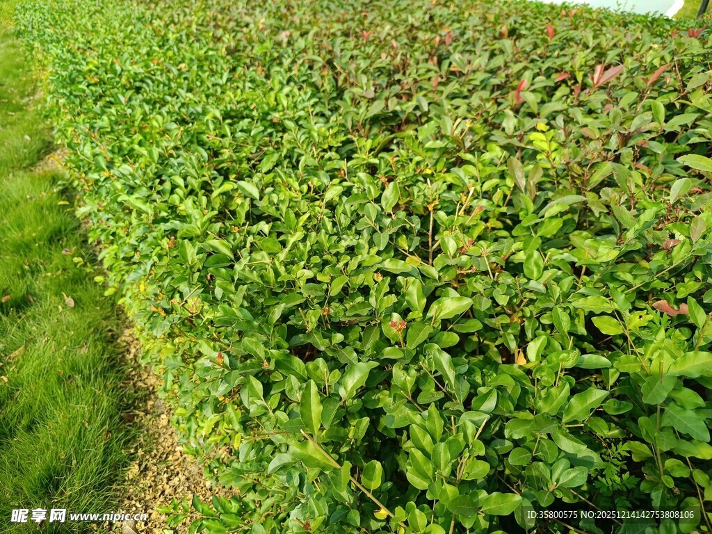 茶园绿意盎然的景致