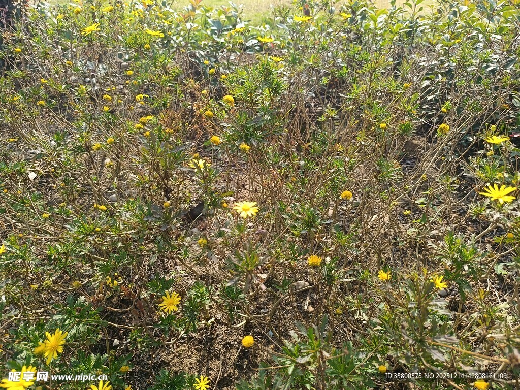 野外繁茂花草景观