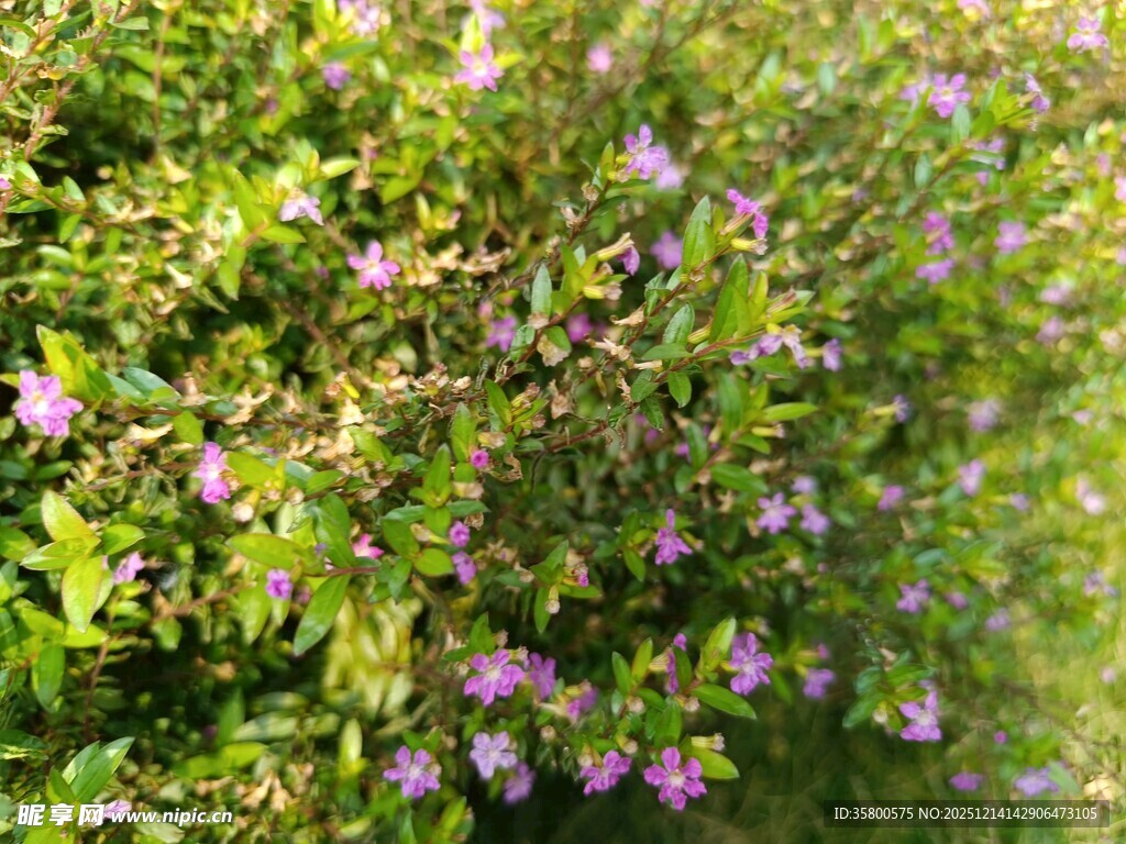 繁茂花丛中的紫色小花