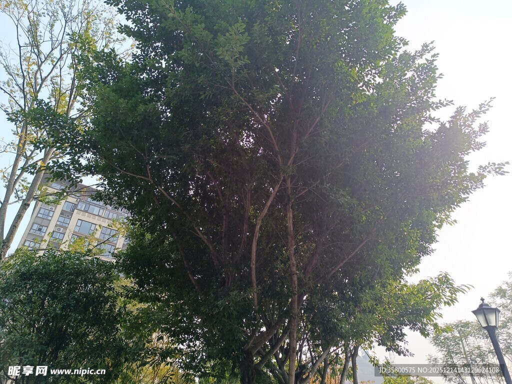 高大葱郁的树木景观