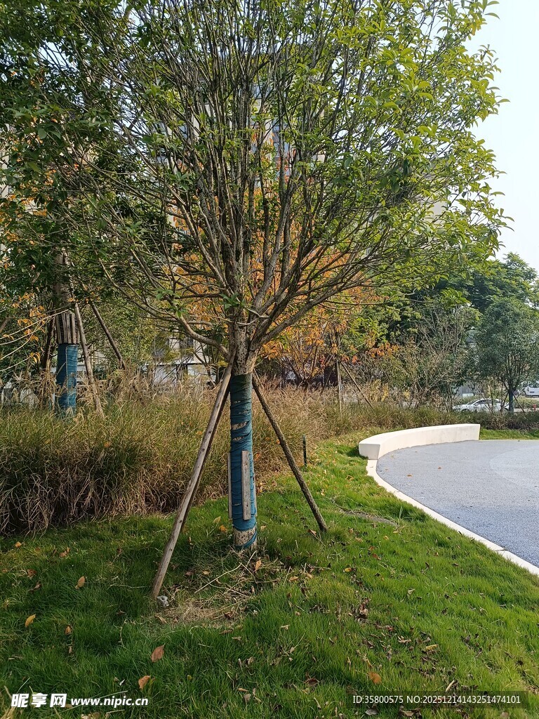 路边绿树与草地景观