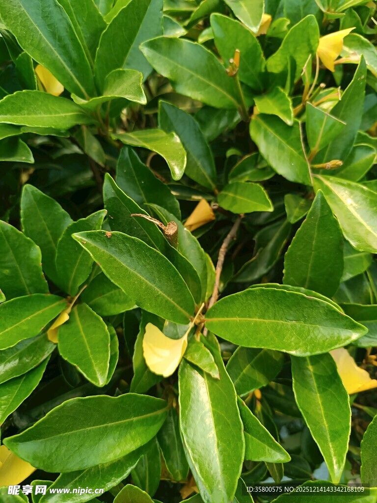 翠绿叶片植物特写