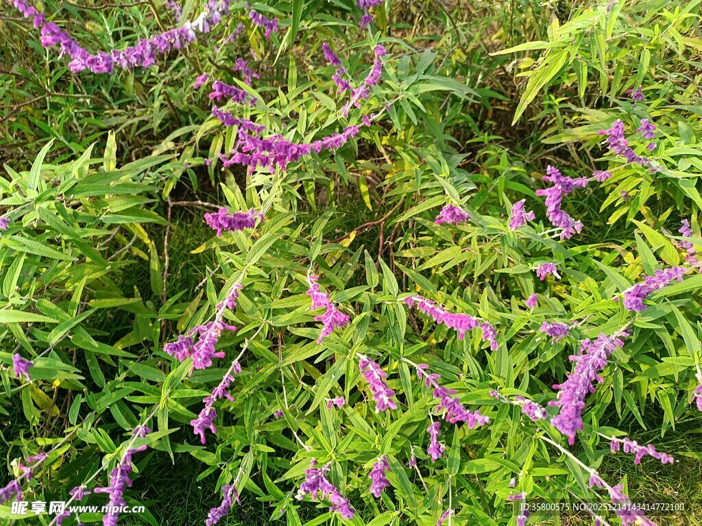 紫色花卉与绿叶交织景观