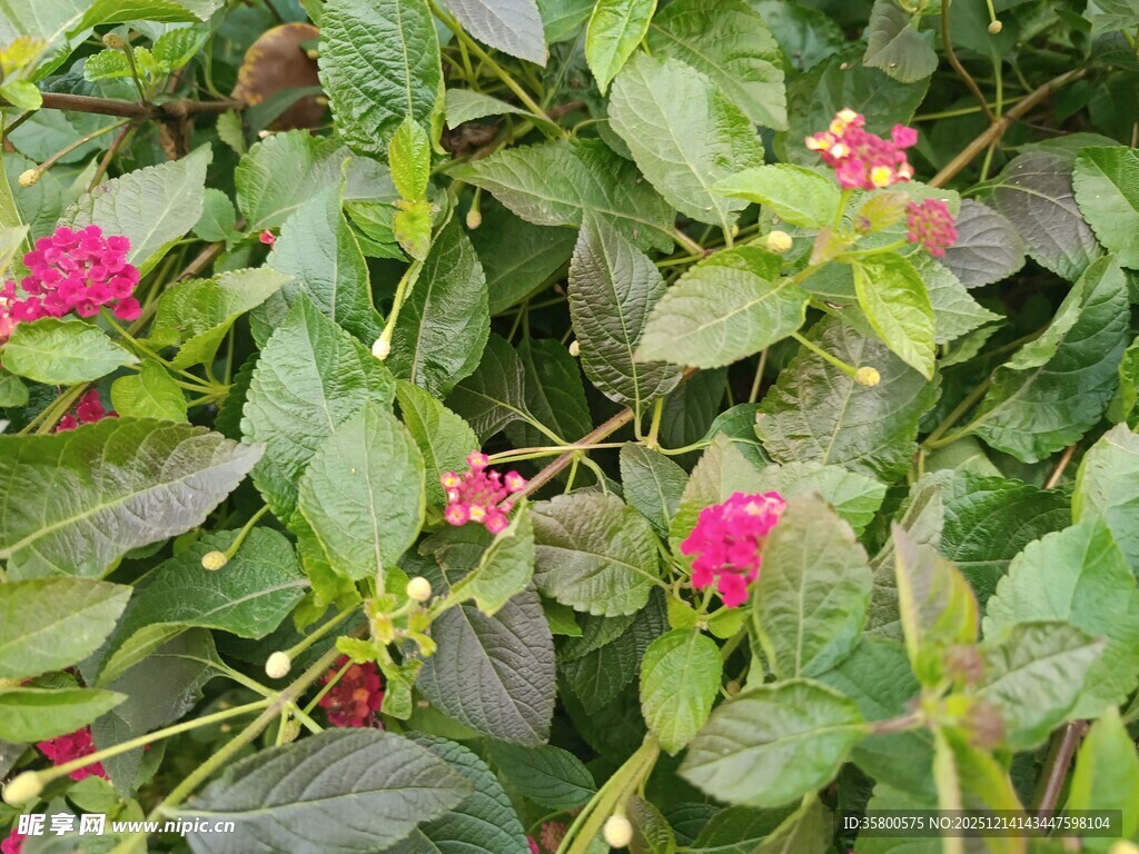 绿叶丛中绽放的艳丽花朵