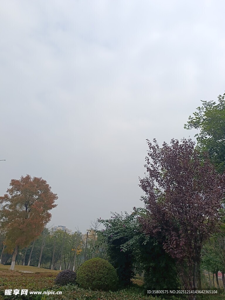 秋日公园多彩树木景观