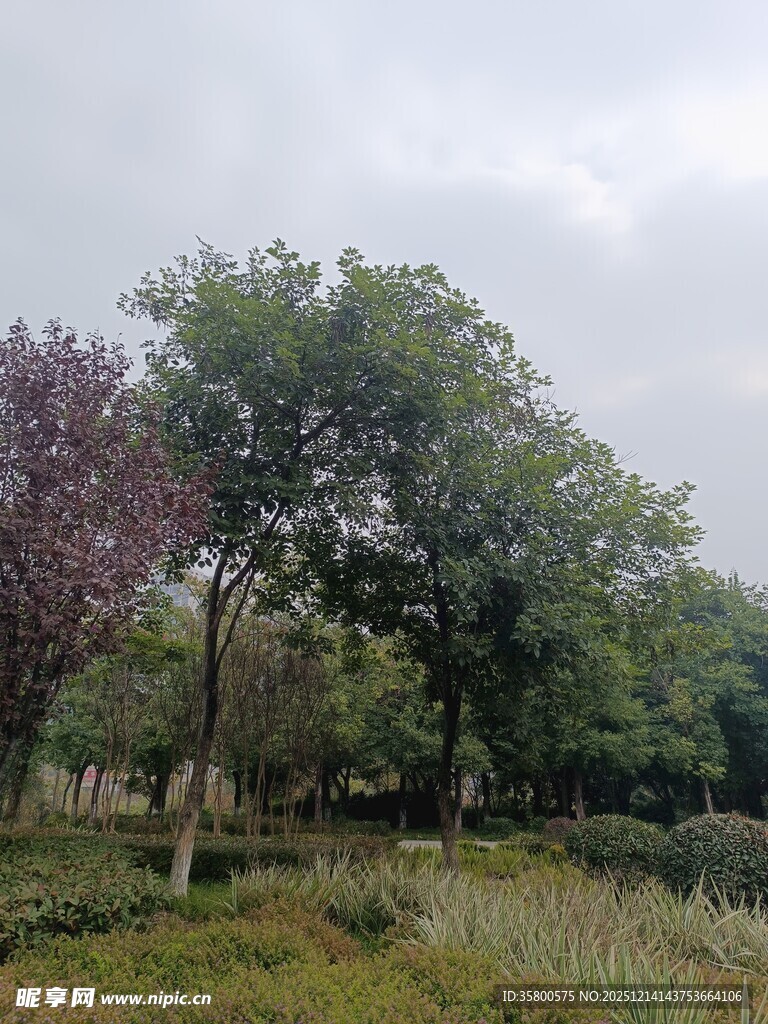 郊外绿意盎然的树木景观